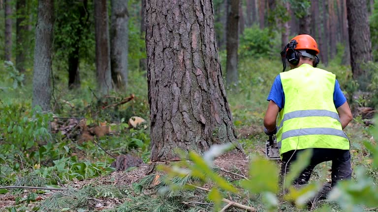 Tampa’s Leading ISA Certified Arborist for Professional Tree Services